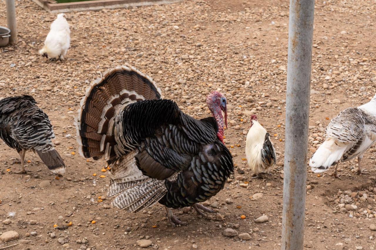 Agriturismo Pozzo Fiorito カスティリオーネ・デッレ・スティヴィエーレ エクステリア 写真